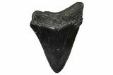 Serrated, Juvenile Megalodon Tooth - South Carolina #374234-1